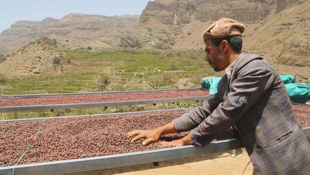 yemeni coffee beans