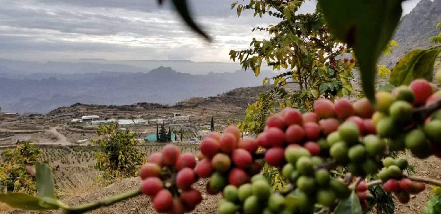 What Does Yemeni Coffee Taste Like? A Guide to Its Unique Flavor Profile
