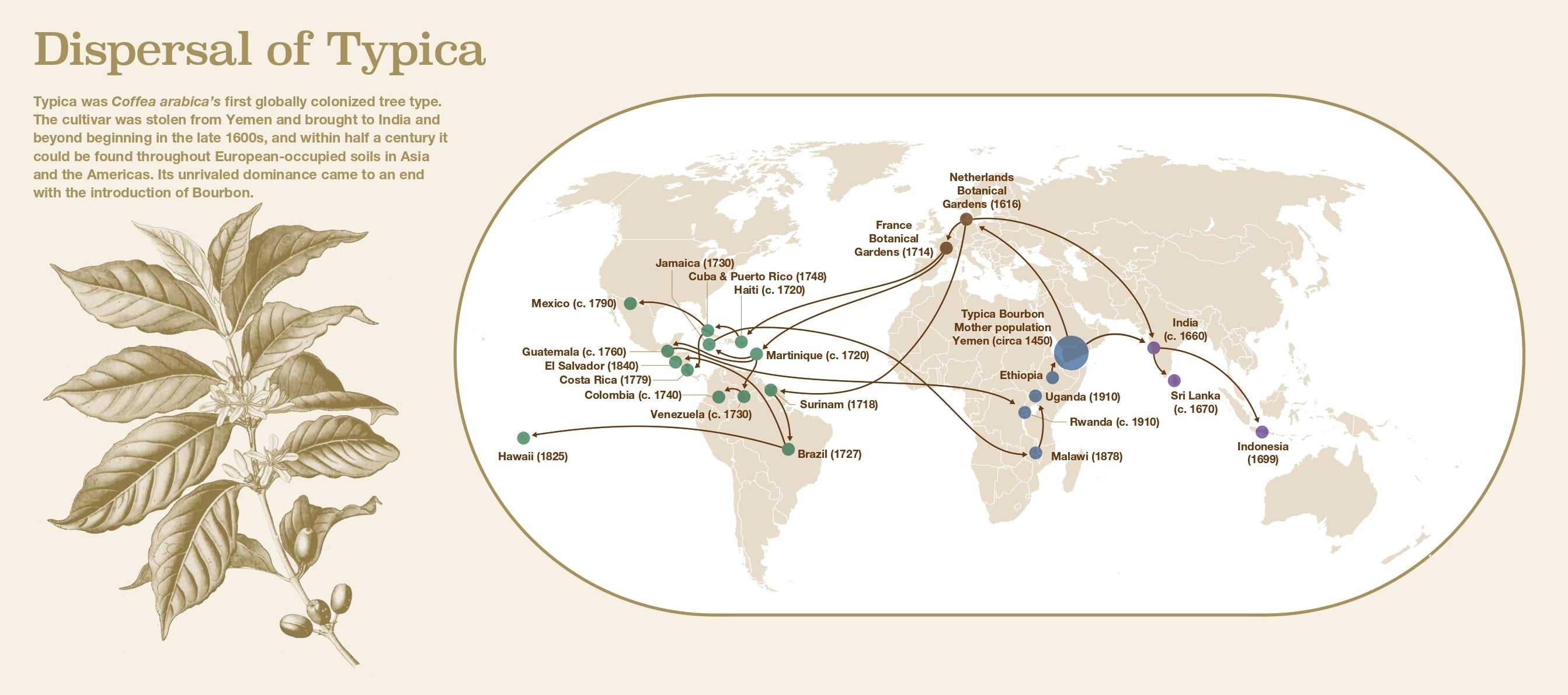 Infographic on world dispersal and production of coffee with maps and charts.